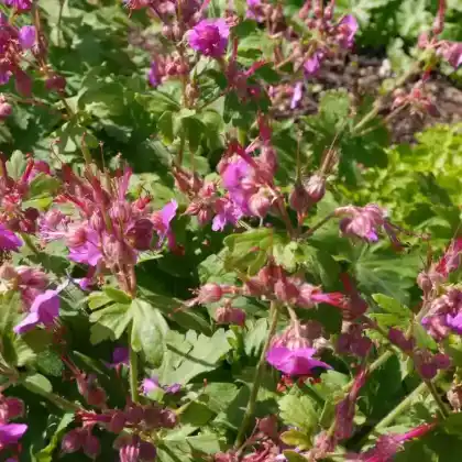 Foto von Balkan-Storchschnabel 'Bevan' (Geranium macrorrhizum 'Bevan')