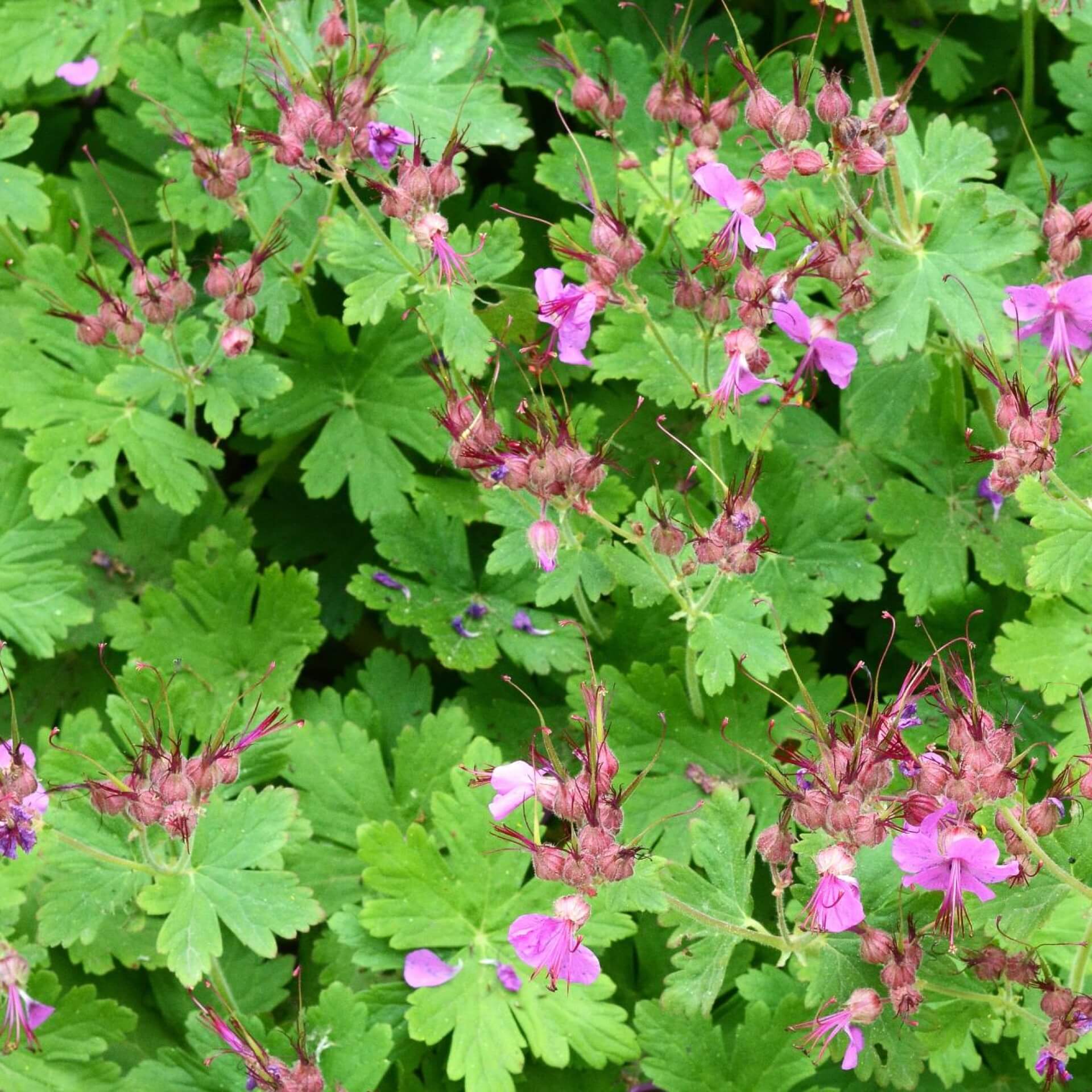 Balkan-Storchschnabel 'Czakor' (Geranium macrorrhizum 'Czakor')