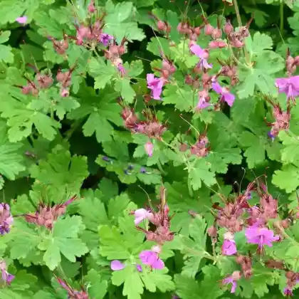 Foto von Balkan-Storchschnabel 'Czakor' (Geranium macrorrhizum 'Czakor')
