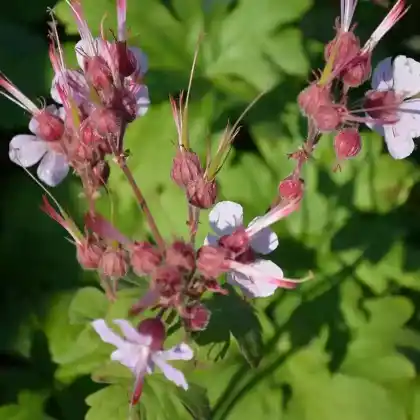 Foto von Balkan-Storchschnabel 'Ingwersen' (Geranium macrorrhizum 'Ingwersen')