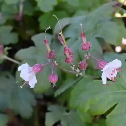 Foto von Balkan-Storchschnabel 'Spessart (Geranium macrorrhizum 'Spessart')