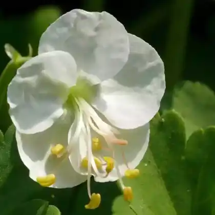 Foto von Balkan-Storchschnabel 'White Ness' (Geranium macrorrhizum 'White Ness')