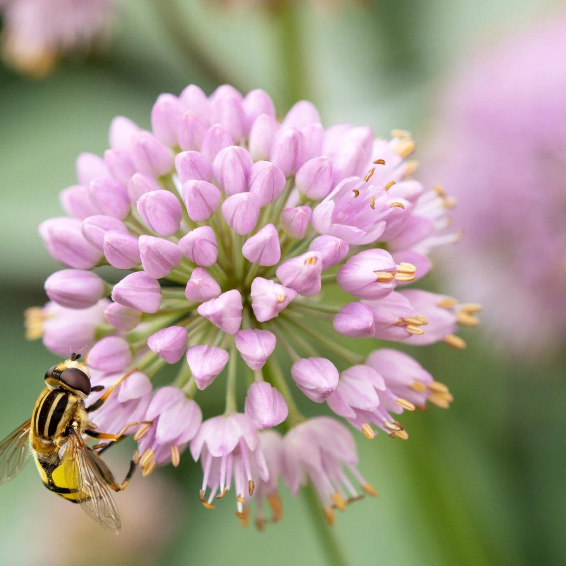 Berg-Lauch (Allium lusitanicum)