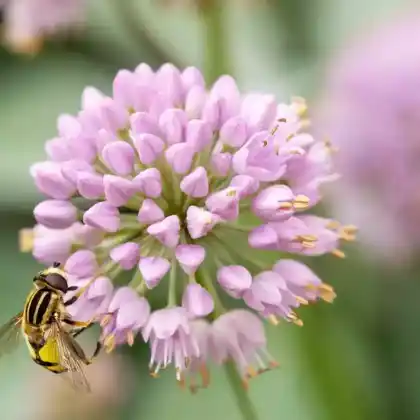 Foto von Berg-Lauch (Allium lusitanicum)