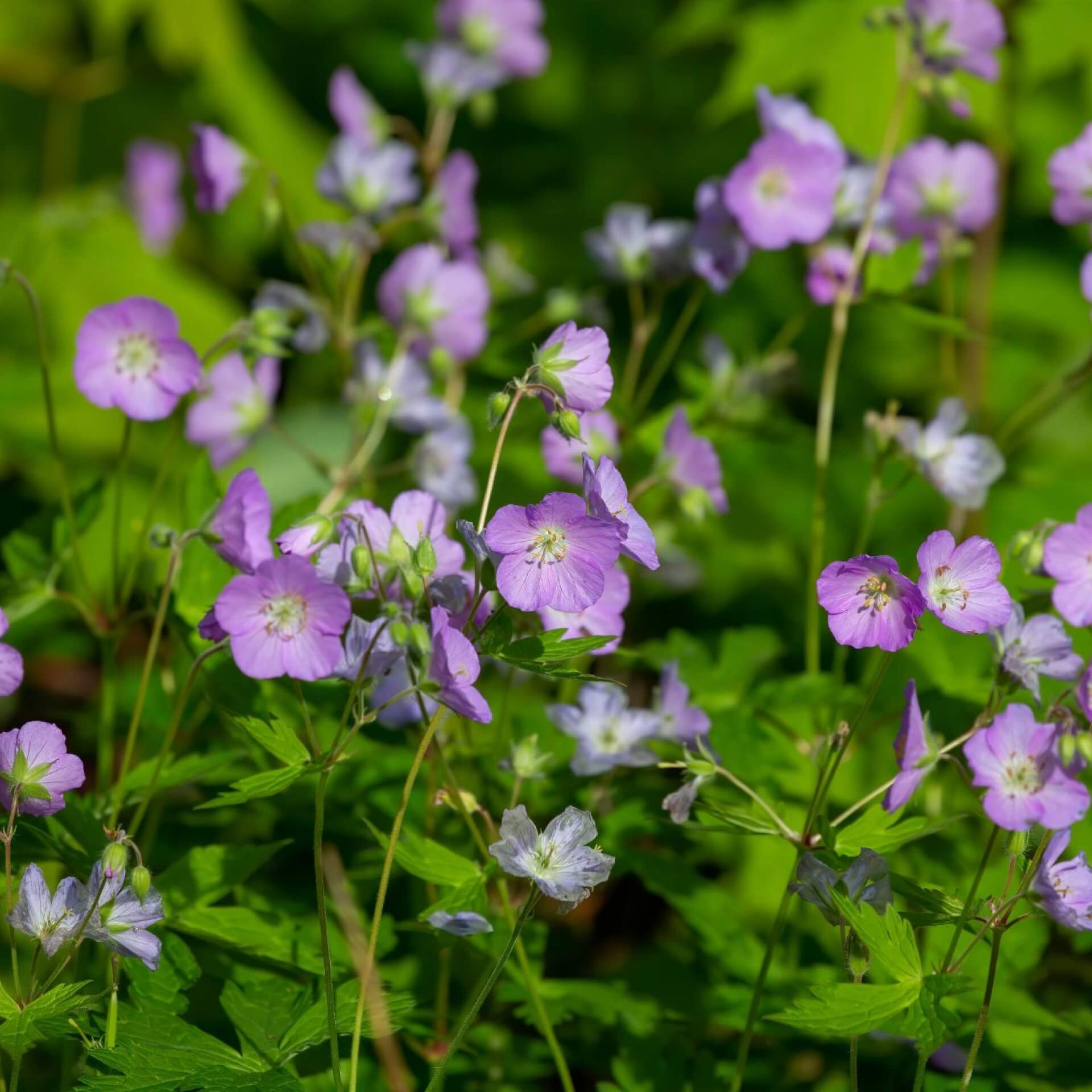 Gefleckter Storchschnabel (Geranium maculatum)