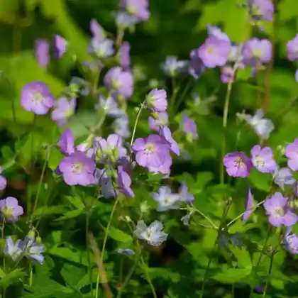 Foto von Gefleckter Storchschnabel (Geranium maculatum)