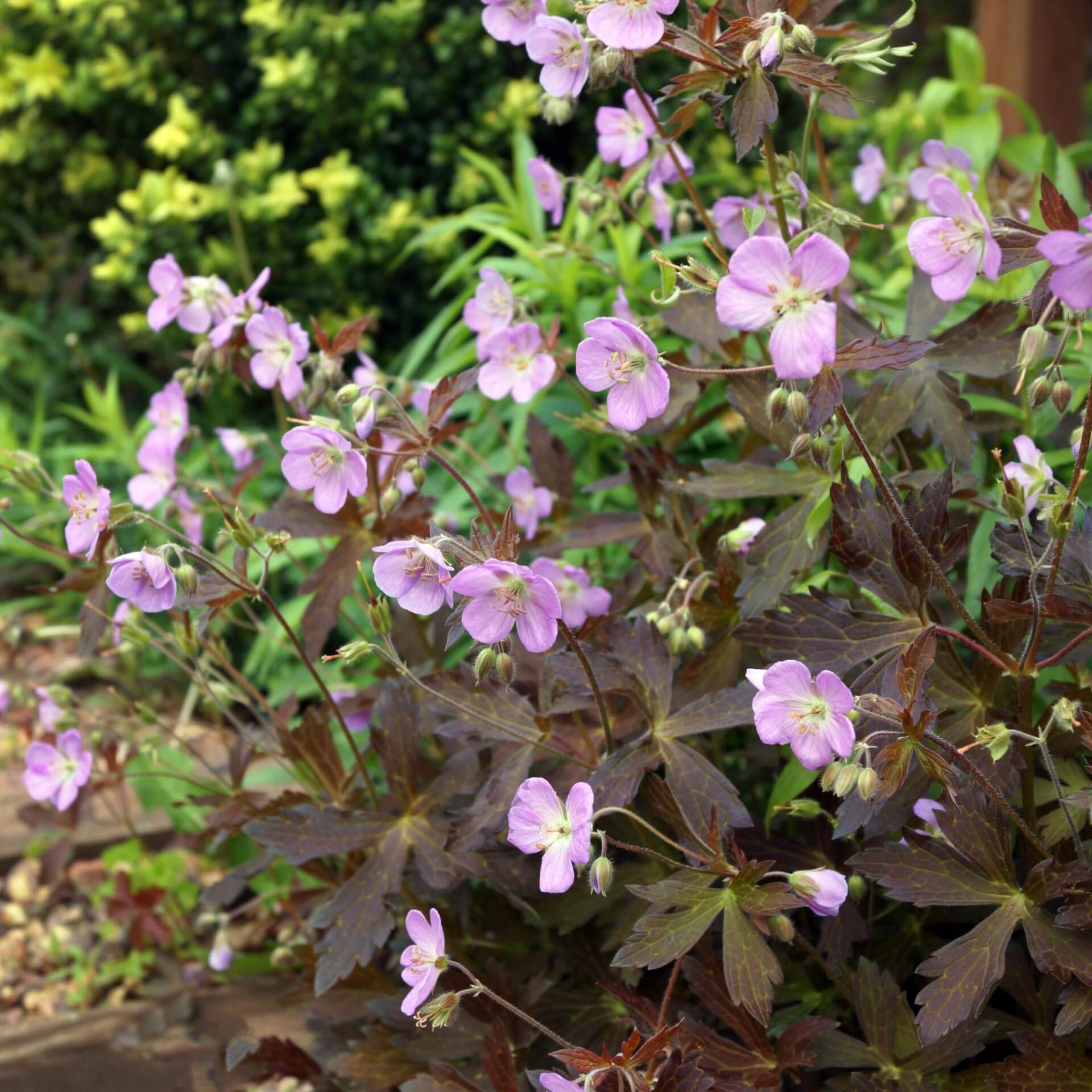 Gefleckter Storchschnabel 'Espresso' (Geranium maculatum 'Espresso')