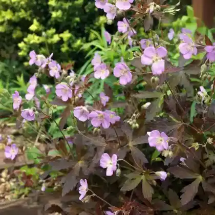 Foto von Gefleckter Storchschnabel 'Espresso' (Geranium maculatum 'Espresso')