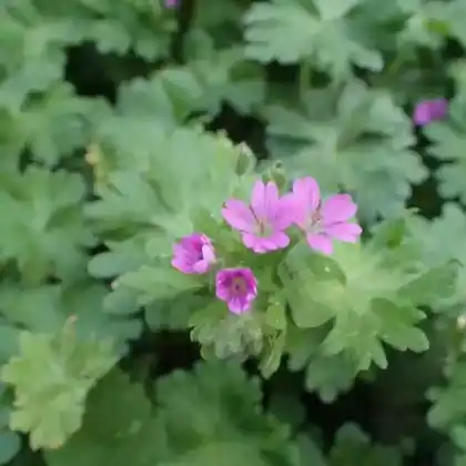 Foto von Weicher Storchschnabel (Geranium molle)