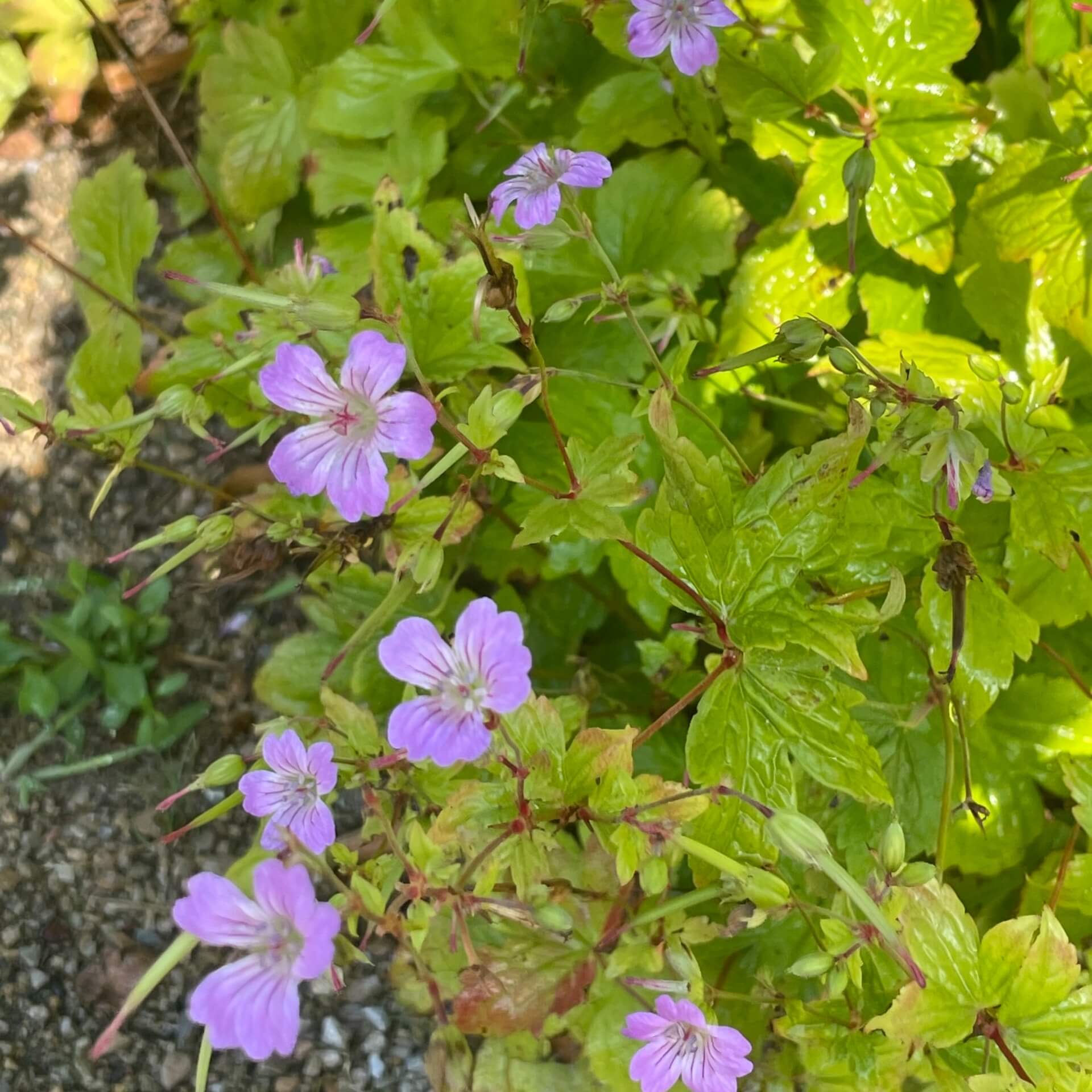 Knotiger Storchschnabel (Geranium nodosum)