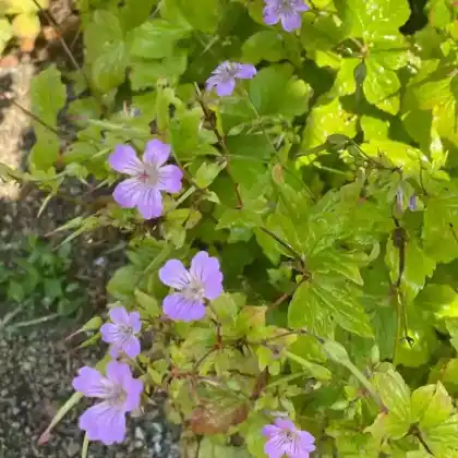 Foto von Knotiger Storchschnabel (Geranium nodosum)