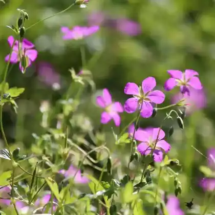 Foto von Sumpf-Storchschnabel (Geranium palustre)