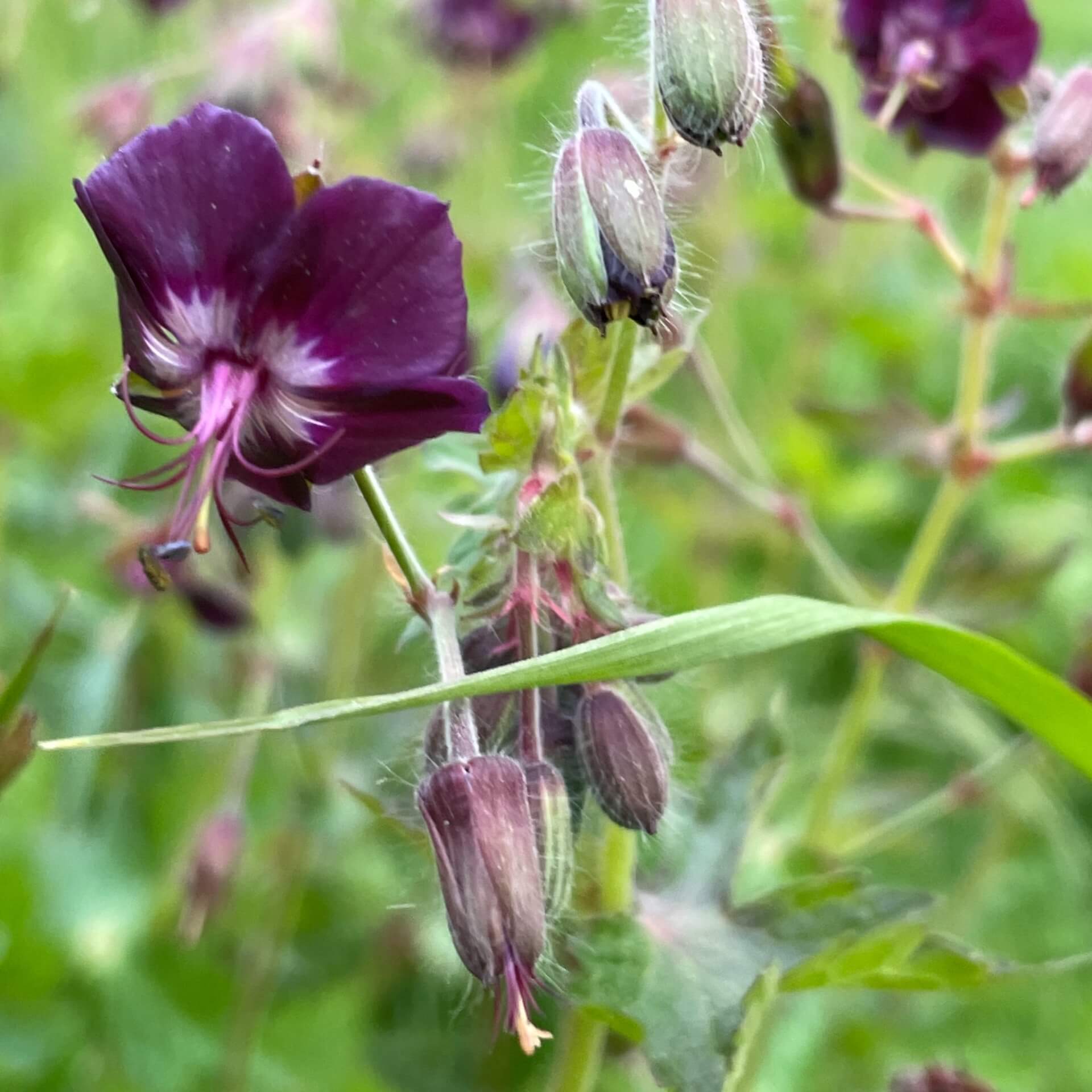 Brauner Storchschnabel (Geranium phaeum)