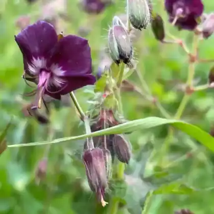 Foto von Brauner Storchschnabel (Geranium phaeum)