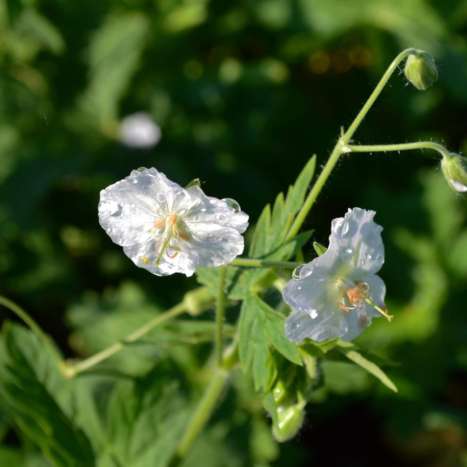 Brauner Storchschnabel 'Album' (Geranium phaeum 'Album')