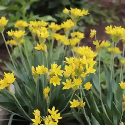 Foto von Gold-Lauch (Allium moly)