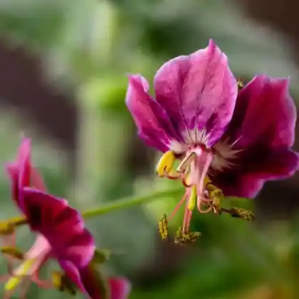 Foto von Brauner Storchschnabel 'Samobor' (Geranium phaeum 'Samobor')
