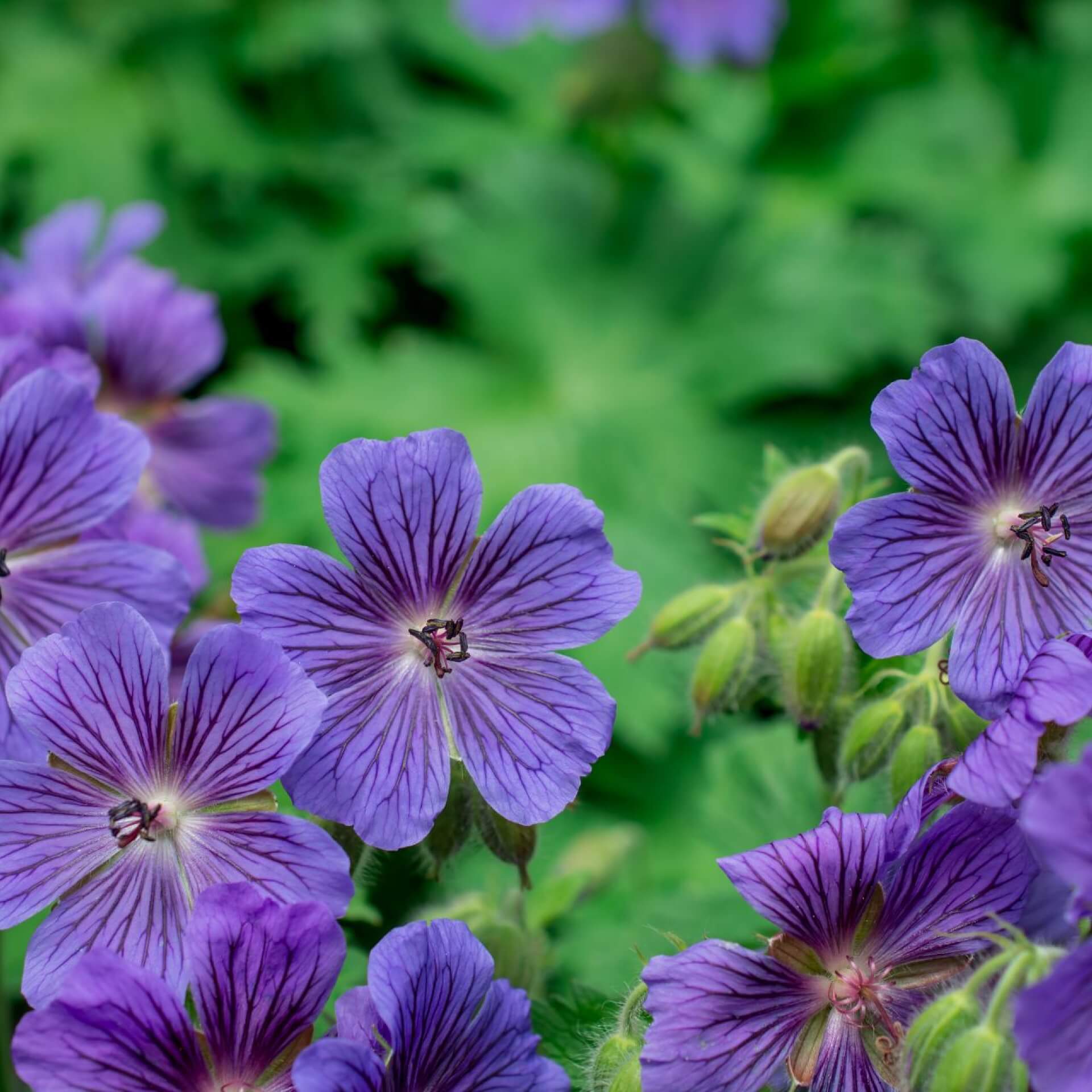 Wiesen-Storchschnabel (Geranium pratense)