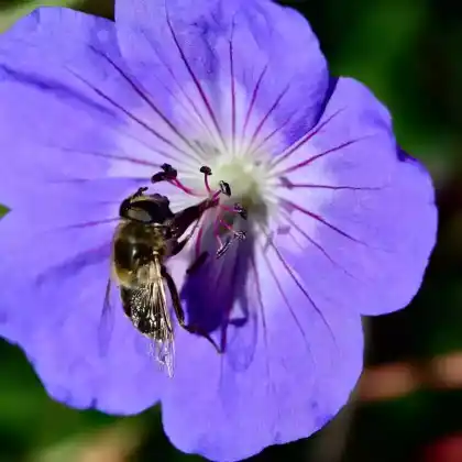 Foto von Wiesen-Storchschnabel (Geranium pratense)