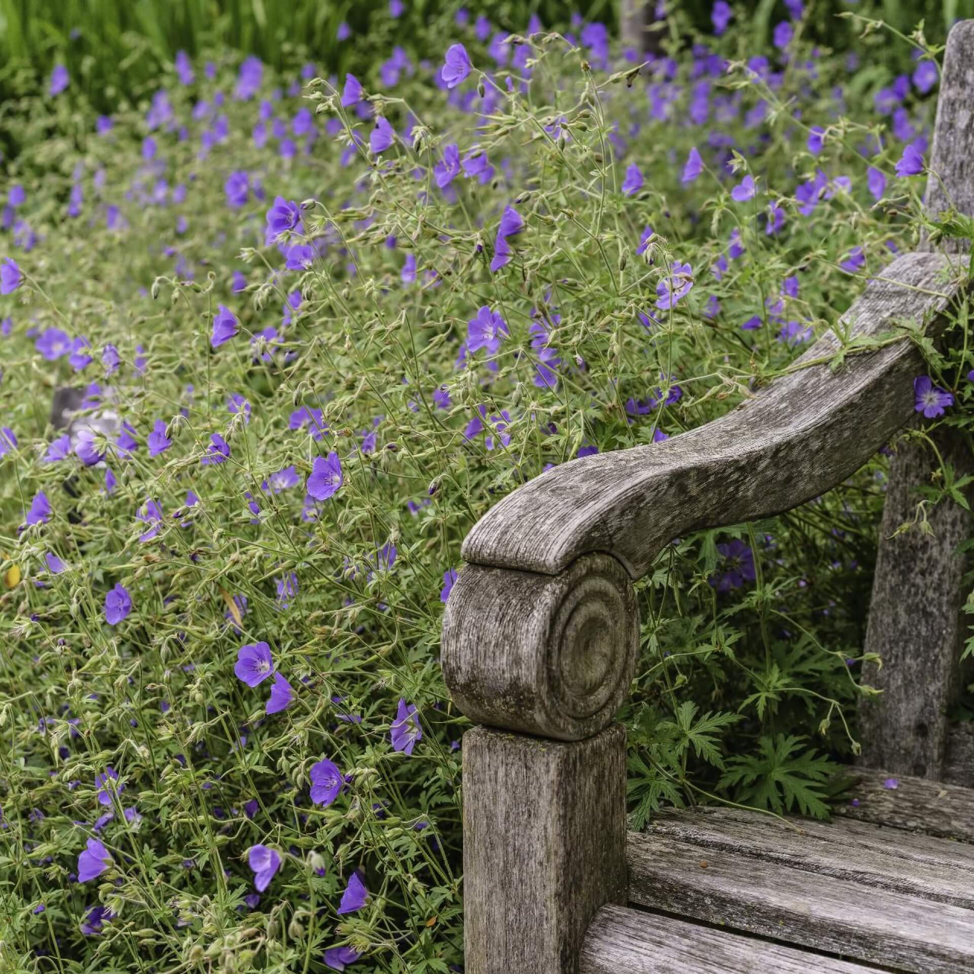 Wiesen-Storchschnabel 'Brookside' (Geranium pratense 'Brookside')