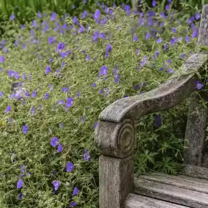 Foto von Wiesen-Storchschnabel 'Brookside' (Geranium pratense 'Brookside')