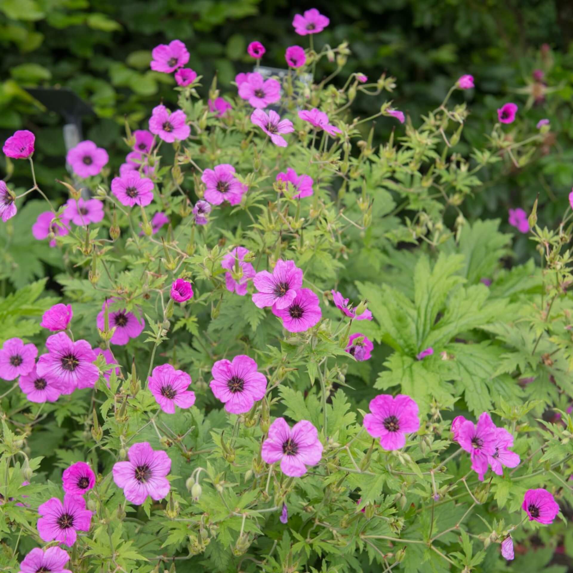 Armenischer Storchschnabel (Geranium psilostemon)