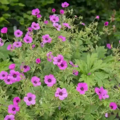 Foto von Armenischer Storchschnabel (Geranium psilostemon)