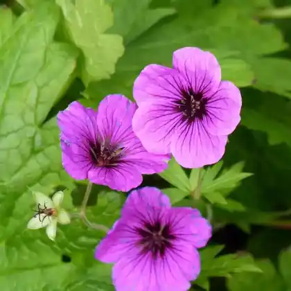 Foto von Armenischer  Storchschnabel 'Ivan' (Geranium psilostemon 'Ivan')