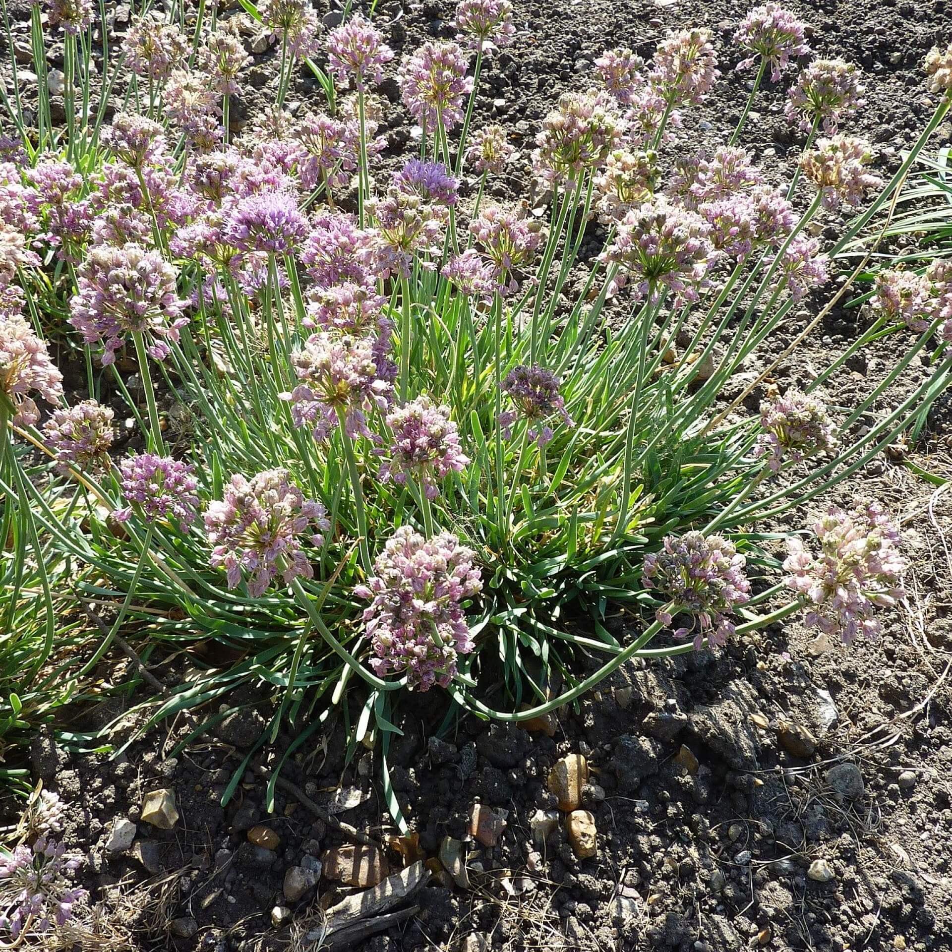 Berg-Lauch (Allium montanum)