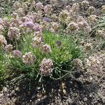 Foto von Berg-Lauch (Allium montanum)