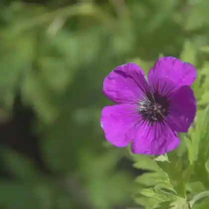 Foto von Armenischer  Storchschnabel 'Patricia' (Geranium psilostemon 'Patricia')