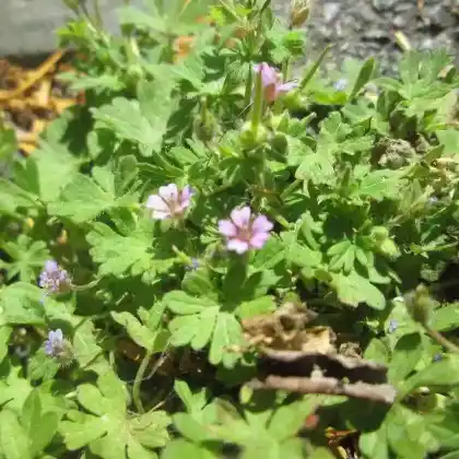 Foto von Zwerg-Storchschnabel (Geranium pusillum)