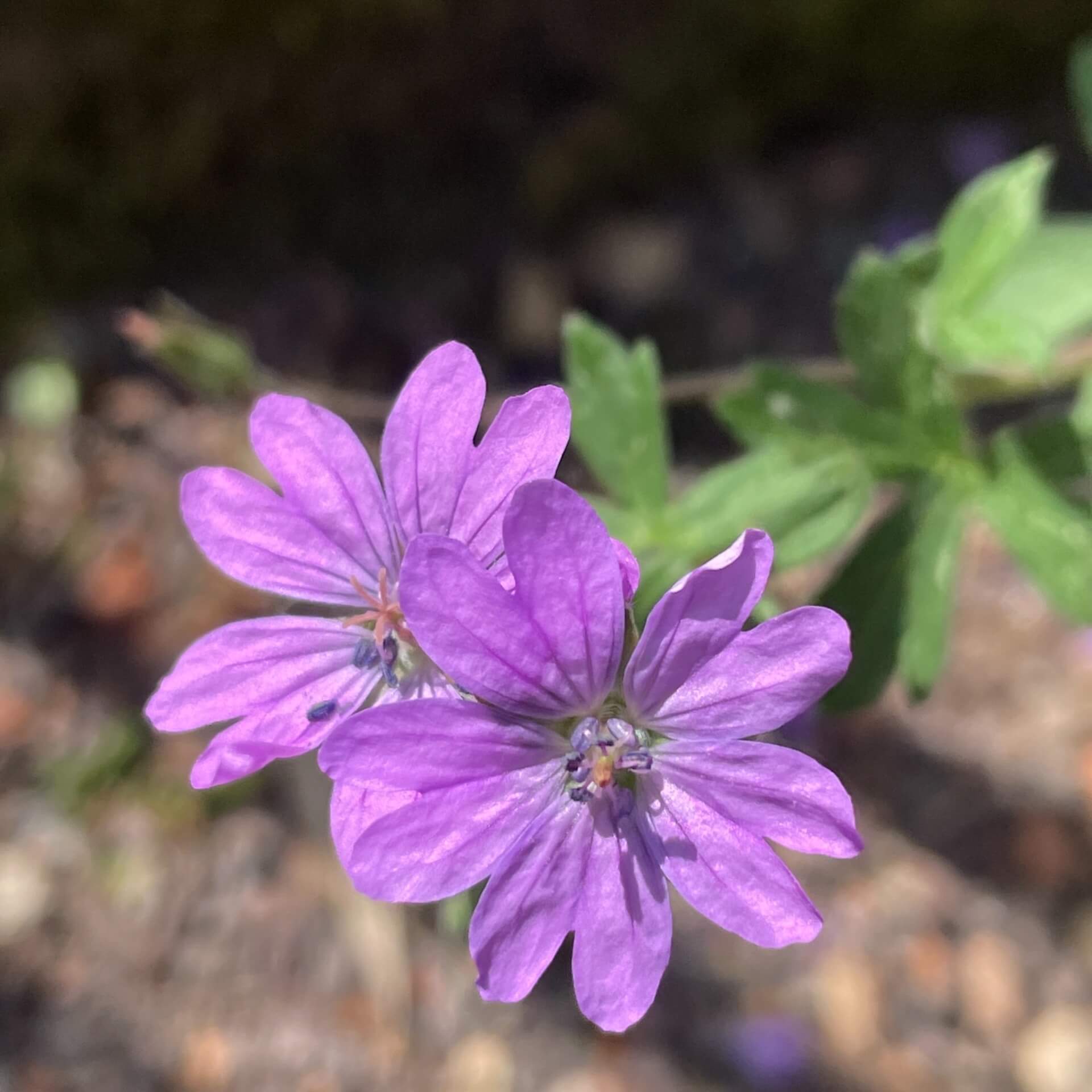 Pyrenäen-Storchschnabel (Geranium pyrenaicum)