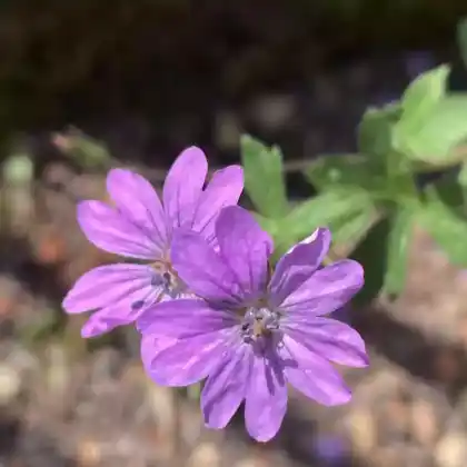 Foto von Pyrenäen-Storchschnabel (Geranium pyrenaicum)