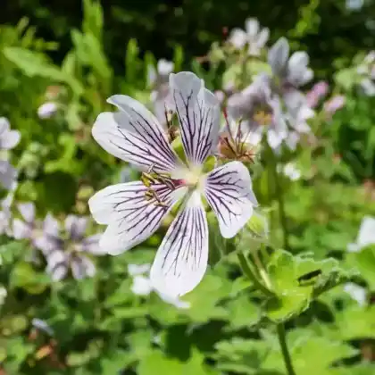Foto von Kaukasus Storchschnabel (Geranium renardii)