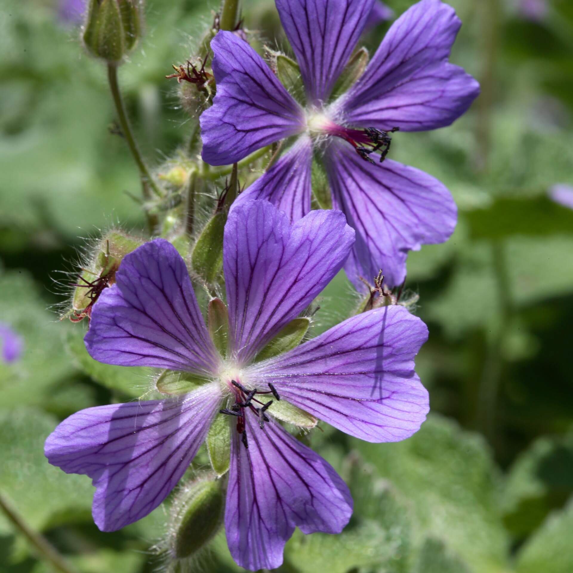 Kaukasus Storchschnabel 'Philippe Vapelle' (Geranium renardii 'Philippe Vapelle')