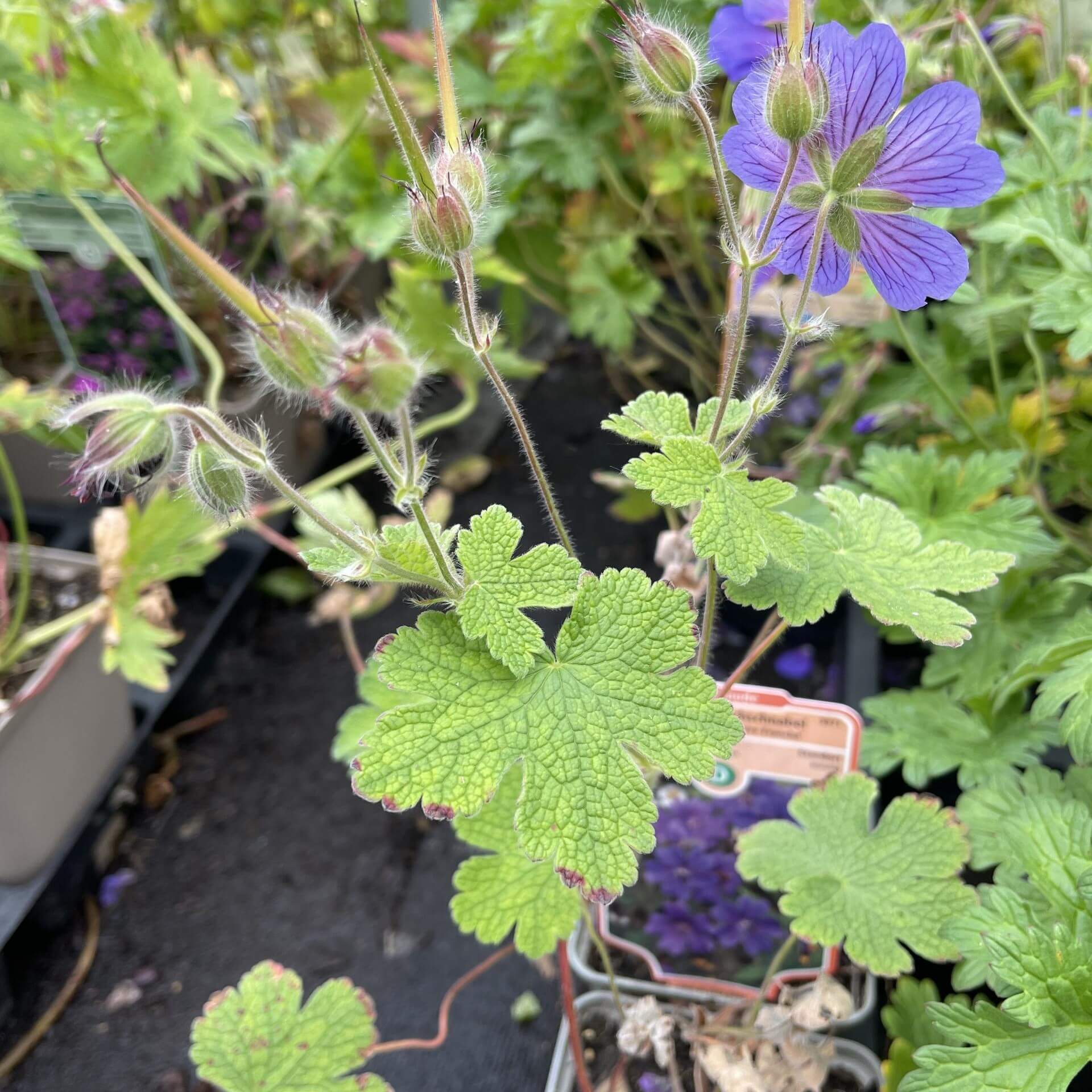 Kaukasus-Storchschnabel 'Terre Franche' (Geranium renardii 'Terre Franche')