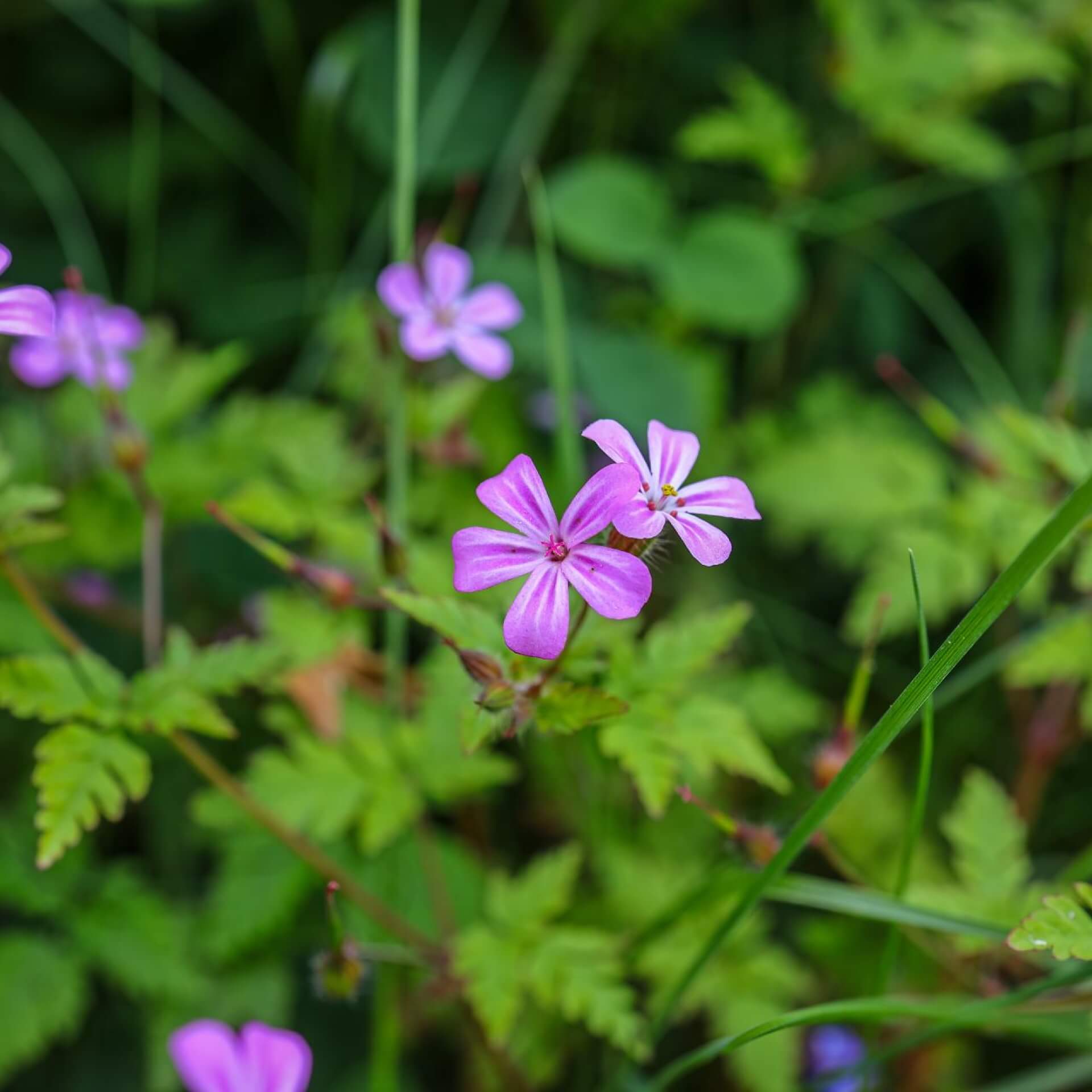 Ruprechtskraut (Geranium robertianum)