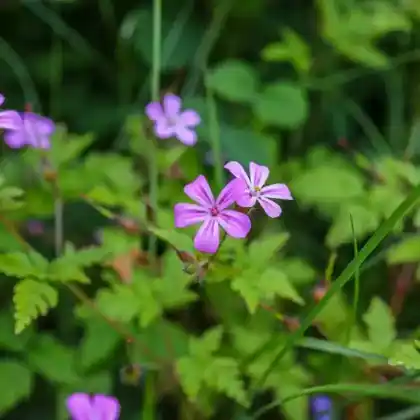 Foto von Ruprechtskraut (Geranium robertianum)