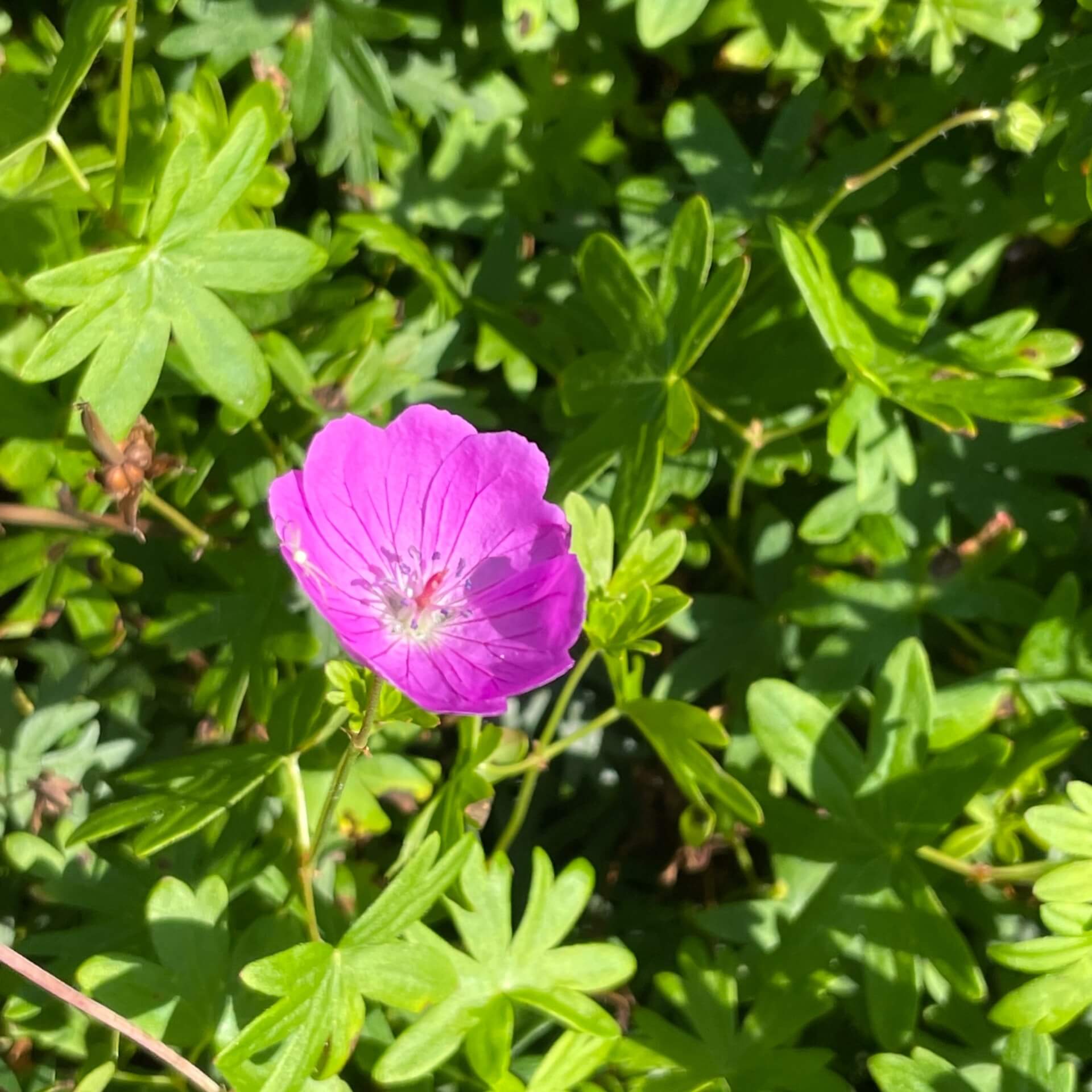 Blut-Storchschnabel (Geranium sanguineum)