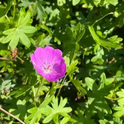Foto von Blut-Storchschnabel (Geranium sanguineum)