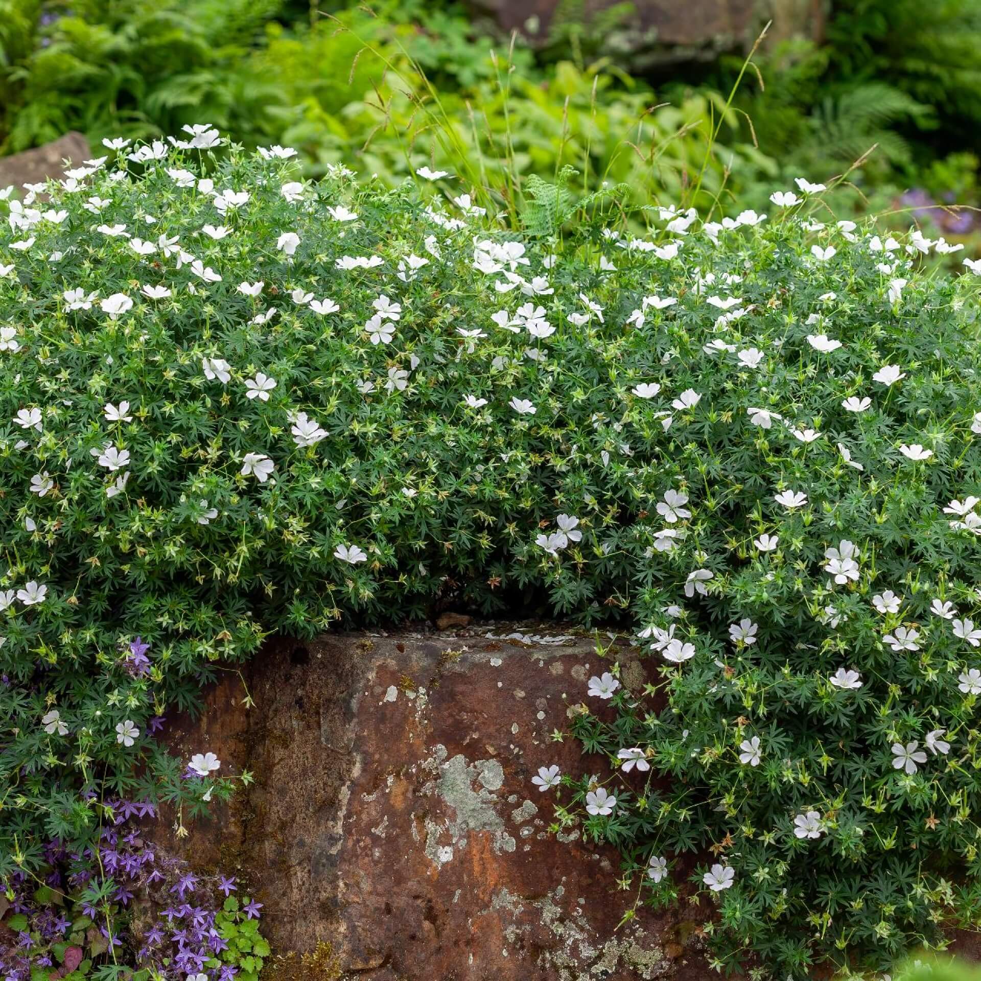 Schnee-Storchschnabel 'Album' (Geranium sanguineum 'Album')