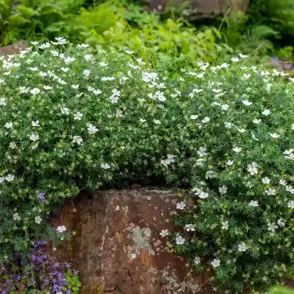 Foto von Schnee-Storchschnabel 'Album' (Geranium sanguineum 'Album')