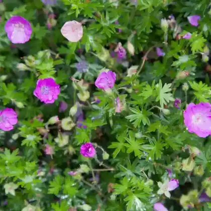 Foto von Blut-Storchschnabel 'Compactum' (Geranium sanguineum 'Compactum')