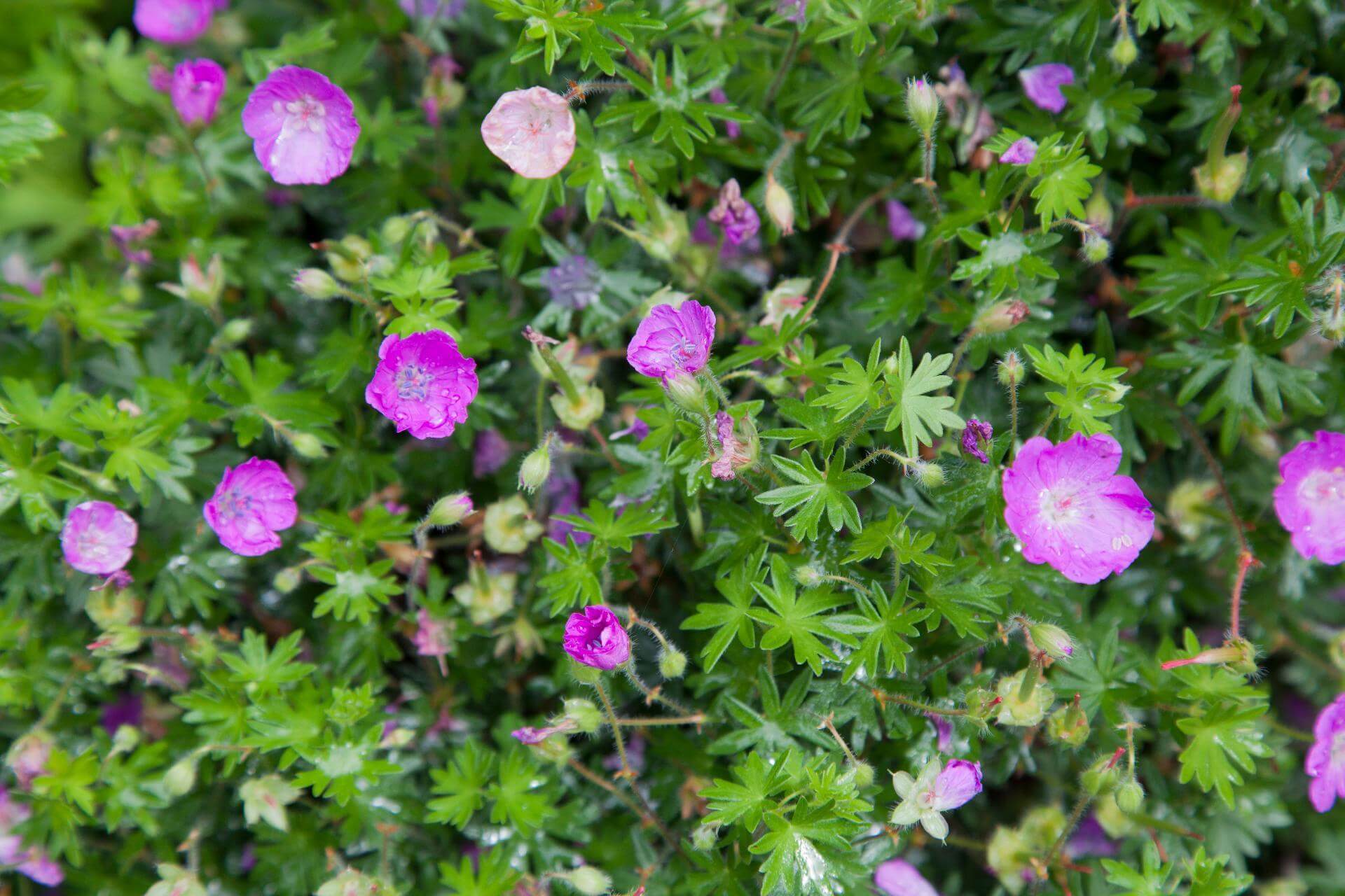 BlutStorchschnabel / Geranium sanguineum