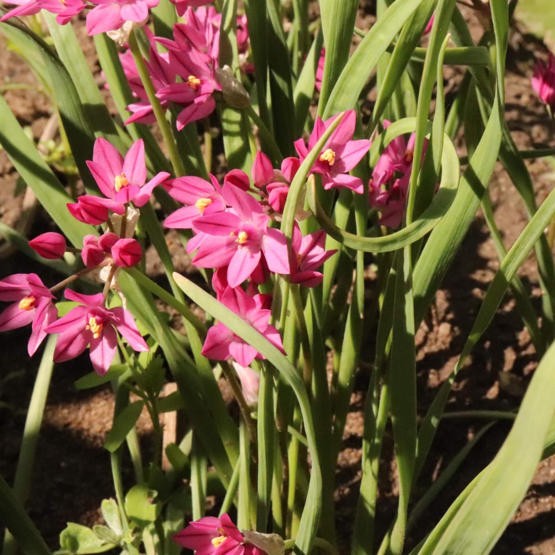 Rosenlauch (Allium oreophilum)