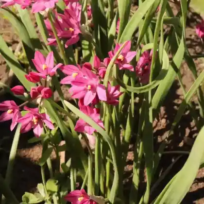 Foto von Rosenlauch (Allium oreophilum)