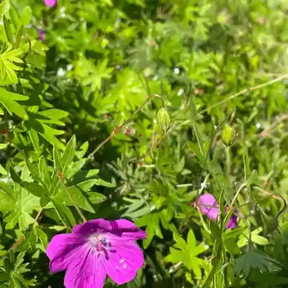Foto von Blut-Storchschnabel 'Elsbeth' (Geranium sanguineum 'Elsbeth')