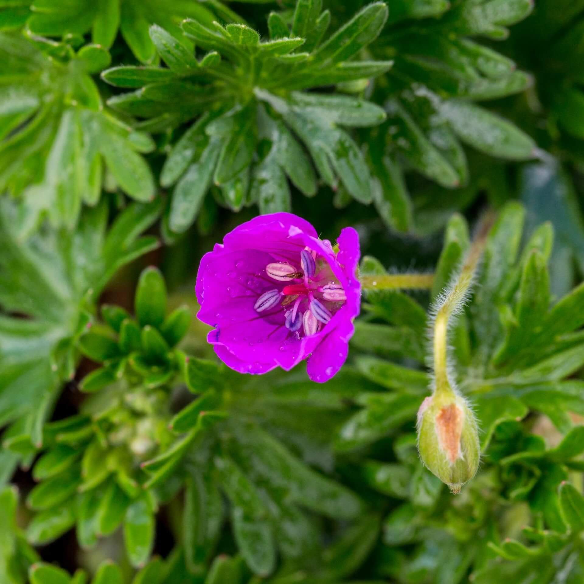 Blut-Storchschnabel 'Inverness' (Geranium sanguineum 'Inverness')