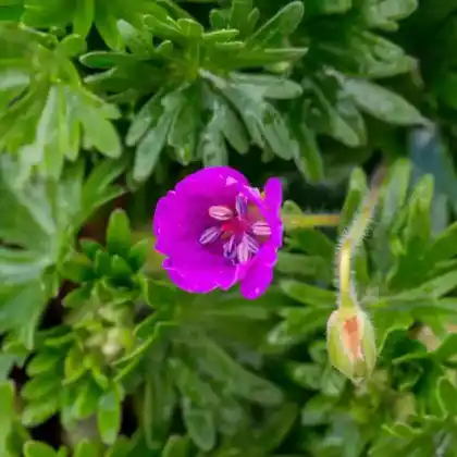 Foto von Blut-Storchschnabel 'Inverness' (Geranium sanguineum 'Inverness')